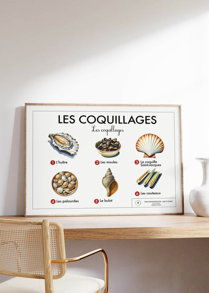 Planche scolaire - Les coquillages