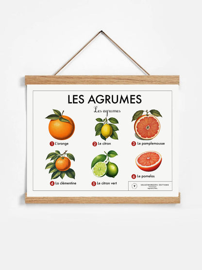 Planche scolaire - Les agrumes