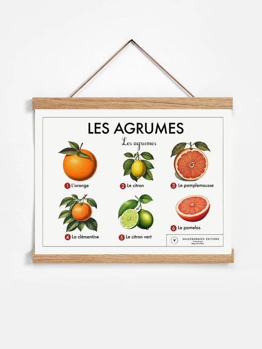 Planche scolaire - Les agrumes