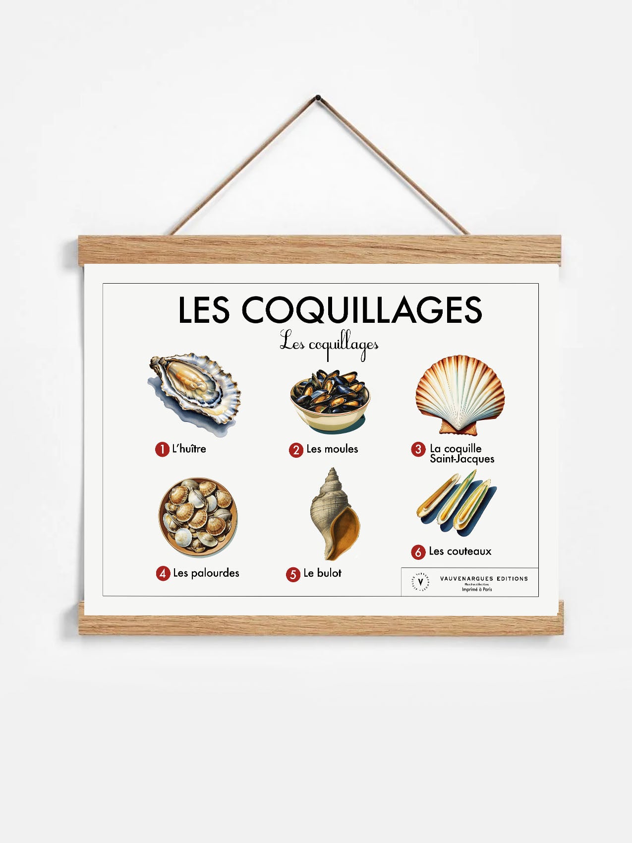 Planche scolaire - Les coquillages
