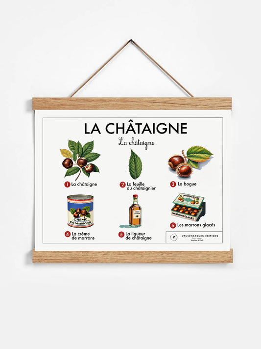 Planche scolaire - La châtaigne