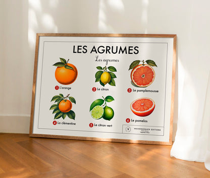 Planche scolaire - Les agrumes