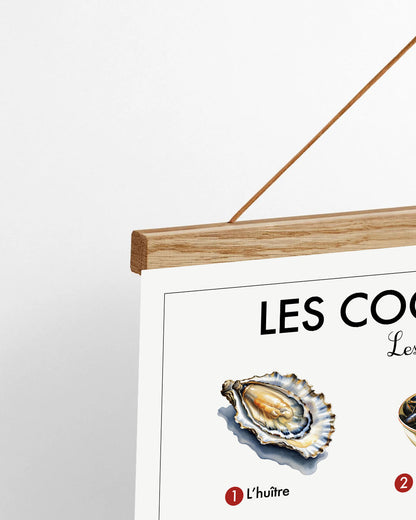 Planche scolaire - Les coquillages